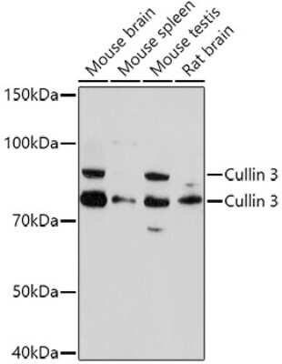 Western Blot: Cullin 3 Antibody [NBP2-92872] - Western blot analysis of extracts of various cell lines, using Cullin 3 antibody (NBP2-92872) at 1:1000 dilution. Secondary antibody: HRP Goat Anti-Rabbit IgG (H+L) at 1:10000 dilution. Lysates/proteins: 25ug per lane. Blocking buffer: 3% nonfat dry milk in TBST. Detection: ECL Basic Kit. Exposure time: 180s.