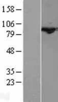 Western Blot: Cullin 3 Overexpression Lysate (Adult Normal) [NBL1-09608] Left-Empty vector transfected control cell lysate (HEK293 cell lysate); Right -Over-expression Lysate for Cullin 3.