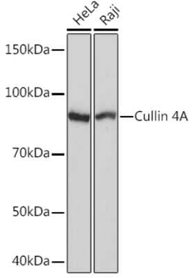 Western Blot: Cullin 4a Antibody (5P4M1) [NBP3-16539] - Western blot analysis of extracts of various cell lines, using Cullin 4a Rabbit mAb (NBP3-16539) at 1:1000 dilution. Secondary antibody: HRP Goat Anti-Rabbit IgG (H+L) at 1:10000 dilution. Lysates/proteins: 25ug per lane. Blocking buffer: 3% nonfat dry milk in TBST. Detection: ECL Basic Kit. Exposure time: 3s.