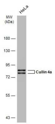 Western Blot: Cullin 4a Antibody (GT2435) [NBP3-13595] - Whole cell extract (30 ug) was separated by 7.5% SDS-PAGE, and the membrane was blotted with Cullin 4a antibody [GT2435] (NBP3-13595) diluted at 1:1000. The HRP-conjugated anti-mouse IgG antibody (NBP2-19382) was used to detect the primary antibody.