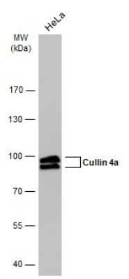 Western Blot: Cullin 4a Antibody (GT885) [NBP3-13594] - Whole cell extract (30 ug) was separated by 7.5% SDS-PAGE, and the membrane was blotted with Cullin 4a antibody [GT885] (NBP3-13594) diluted at 1:5000. The HRP-conjugated anti-mouse IgG antibody (NBP2-19382) was used to detect the primary antibody.