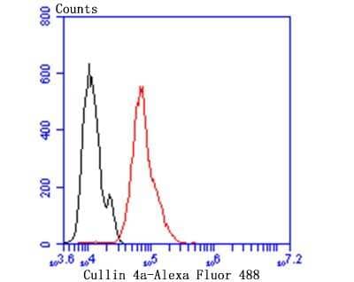Flow Cytometry: Cullin 4a Antibody (JU07-33) [NBP2-75459] - Analysis of Hela cells with Cullin 4a antibody at 1/100 dilution (green) compared with an unlabelled control (cells without incubation with primary antibody; red). Alexa Fluor 488-conjugated goat anti-rabbit IgG was used as the secondary antibody.