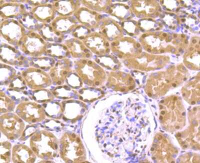 Immunohistochemistry-Paraffin: Cullin 4a Antibody (JU07-33) [NBP2-75459] - Analysis of paraffin-embedded human kidney tissue using anti-Cullin 4a antibody. Counter stained with hematoxylin.