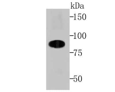 Western Blot: Cullin 4a Antibody (JU07-33) [NBP2-75459] - Analysis of Cullin 4a on Hela cell lysates using anti-Cullin 4a antibody at 1/500 dilution.