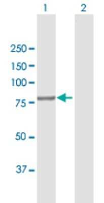 Western Blot: Cullin 4a Antibody [H00008451-B01P] - Analysis of CUL4A expression in transfected 293T cell line by CUL4A polyclonal antibody.  Lane 1: CUL4A transfected lysate(83.49 KDa). Lane 2: Non-transfected lysate.