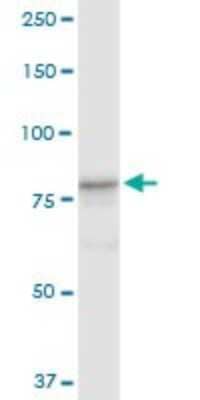 Western Blot: Cullin 4a Antibody [H00008451-D01P] - Analysis of CUL4A expression in HeLa.