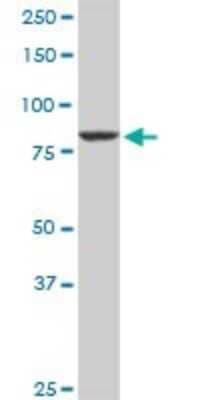 Western Blot: Cullin 4a Antibody [H00008451-D01P] - Analysis of CUL4A expression in human placenta.