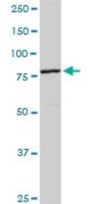 Western Blot Cullin 4a Antibody