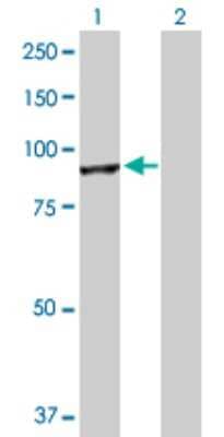 Western Blot: Cullin 4a Antibody [H00008451-D01P] - Analysis of CUL4A expression in transfected 293T cell line by CUL4A polyclonal antibody.Lane 1: CUL4A transfected lysate(87.70 KDa).Lane 2: Non-transfected lysate.