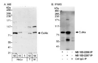 Western Blot Cullin 4a Antibody