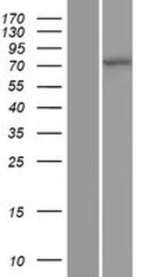 Western Blot: Cullin 4a Overexpression Lysate (Adult Normal) [NBP2-10601] Left-Empty vector transfected control cell lysate (HEK293 cell lysate); Right -Over-expression Lysate for Cullin 4a.