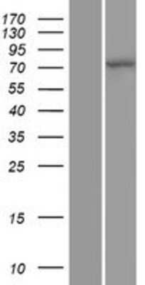 Western Blot Cullin 4a Overexpression Lysate