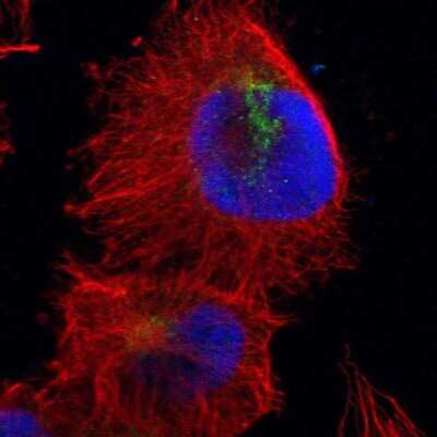 Immunocytochemistry/Immunofluorescence: Cullin 5 Antibody [NBP1-86868] - Immunofluorescent staining of human cell line U-251 MG shows localization to the Golgi apparatus.