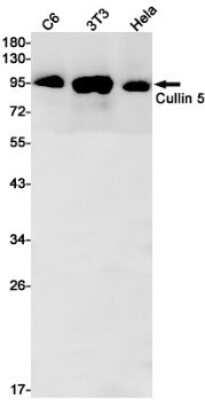 Western Blot: Cullin 5 Antibody (S02-5K8) [NBP3-15018] - Western blot detection of Cullin 5 in C6, 3T3, Hela cell lysates using Cullin 5 Rabbit mAb (1:1000 diluted). Predicted band size: 91kDa. Observed band size: 91kDa.