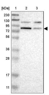 Western Blot: Cullin 5 Antibody [NBP1-86868] - Lane 1: Marker  [kDa] 230, 130, 95, 72, 56, 36, 28, 17, 11.  Lane 2: Human cell line RT-4.  Lane 3: Human cell line U-251MG sp