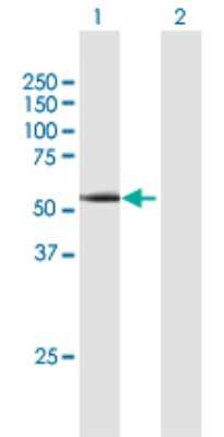 Western Blot: Cyclin A1 Antibody [H00008900-B01P] - Analysis of CCNA1 expression in transfected 293T cell line by CCNA1 polyclonal antibody.  Lane 1: CCNA1 transfected lysate(51.04 KDa). Lane 2: Non-transfected lysate.