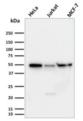 Western Blot: Cyclin A1 Antibody (XLA1-3) - Azide and BSA Free [NBP3-08766] - Western Blot Analysis of (1) HeLa (2) Jurkat and (3) MCF-7 cell lysates using Cyclin A1 Mouse Monoclonal Antibody (XLA1-3).