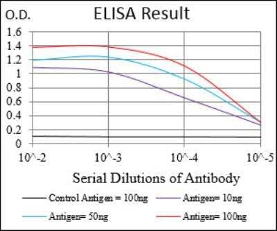 ELISA: Cyclin A2 Antibody (6B4D11) [NBP2-52436] - Black line: Control Antigen (100 ng); Purple line: Antigen(10ng); Blue line: Antigen (50 ng); Red line: Antigen (100 ng).