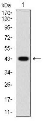 Western Blot: Cyclin A2 Antibody (6B4D11) [NBP2-52436] - Analysis using CCNA2 mAb against human CCNA2 (AA: 105-233) recombinant protein. (Expected MW is 40.8 kDa)