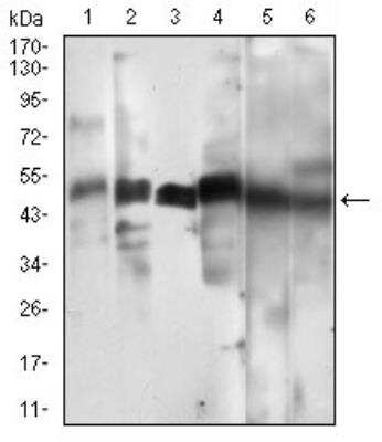 Western Blot: Cyclin A2 Antibody (6B4D11) [NBP2-52436] - Analysis using CCNA2 mouse mAb against Hela (1), HEK293 (2), Jurkat (3), K562 (4), SK-Br-3 (5), NIH/3T3 (6) cell lysate.