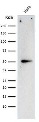 Western Blot: Cyclin A2 Antibody (E67) - Azide and BSA Free [NBP2-34613] - Western Blot Analysis of HeLa cell lysate using Cyclin A2 Antibody (E67).