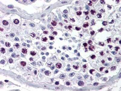 <b>Genetic Strategies Validation. </b>Immunohistochemistry-Paraffin: Cyclin A2 Antibody [NB600-495] - Anti-Cyclin A antibody was diluted 1:500 to detect Cyclin A in human testes tissue. Tissue was formalin fixed and paraffin embedded. No pre-treatment of sample was required. The image shows the localization of antibody as the precipitated red signal, with a hematoxylin purple nuclear counter stain.