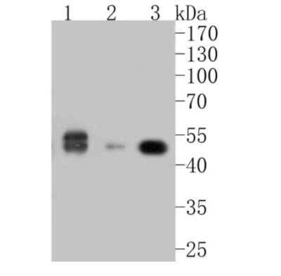Western Blot: Cyclin A2 Antibody (SD2052) [NBP2-67754] - Analysis of Cyclin A2 on different lysates. Proteins were transferred to a PVDF membrane and blocked with 5% BSA in PBS for 1 hour at room temperature. The primary antibody (1/500) was used in 5% BSA at room temperature for 2 hours. Goat Anti-Rabbit IgG - HRP Secondary Antibody at 1:5,000 dilution was used for 1 hour at room temperature. Positive control: Lane 1: Jurkat cell lysateLane 2: NIH/3T3 cell lysate Lane 2: PC-12 cell lysate