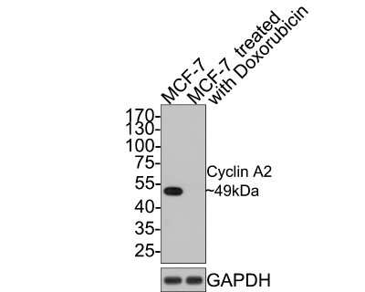 Western Blot: Cyclin A2 Antibody (SD2052) [NBP2-67754] - Analysis of Cyclin A2 on different lysates with Rabbit anti-Cyclin A2 antibody at 1/500 dilution. Lane 1: MCF-7 cell lysate Lane 2: MCF-7 treated with doxorubicin cell lysate Lysates/proteins at 10 ug/Lane. Predicted band size: 49 kDa Observed band size: 49 kDa Exposure time: 2 minutes; 10% SDS-PAGE gel. Proteins were transferred to a PVDF membrane and blocked with 5% NFDM/TBST for 1 hour at room temperature. The primary antibody at 1/500 dilution was used in 5% NFDM/TBST at room temperature for 2 hours. Goat Anti-Rabbit IgG - HRP Secondary Antibody at 1:300,000 dilution was used for 1 hour at room temperature.