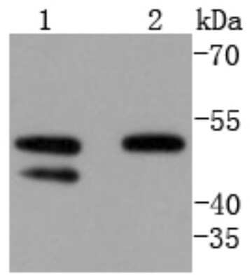 Western Blot: Cyclin A2 Antibody (SD2053) [NBP2-67813] - Analysis of Cyclin A1/A2 on different lysates using anti-Cyclin A1/A2 antibody at 1/1,000 dilution. Positive control: Lane 1: Hela Lane 2: HepG2