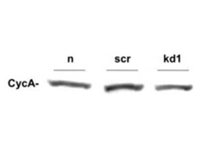 Western Blot: Cyclin A2 Antibody [NB600-495] - Lane 1: T98G cells treated with normal (n). Lane 2: T98G cells treated with scrambled (scr). Lane 3: T98G cells treated with PIN1 knockdown (kd1). Load: 25 ug per lane. Primary antibody: Cyclin A antibody at 1:400 for overnight at 4C. Secondary antibody: IRDye800 rabbit secondary antibody at 1:10,000 for 45 min at RT. Block: 5% BLOTTO overnight at 4C. Predicted/Observed size: 60kDa for Cyclin A.