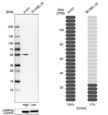 Western Blot: Cyclin A2 Antibody [NBP1-88156] - Analysis in human cell lines A-431 and SK-MEL-30. Corresponding RNA-seq data are presented for the same cell lines. Loading control: Anti-HSP90B1.