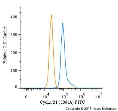 Flow Cytometry: Cyclin B1 Antibody (2061A) [FITC] [MAB6000F] - An intracellular stain was performed on HeLa cells with Cyclin B1 Antibody [2061A] MAB6000F (blue) and a matched isotype control (orange). Cells were fixed with 4% PFA and then permeabilized with 0.1% saponin. Cells were incubated in an antibody dilution of 10 ug/mL for 30 minutes at room temperature. Both antibodies were conjugated to FITC.