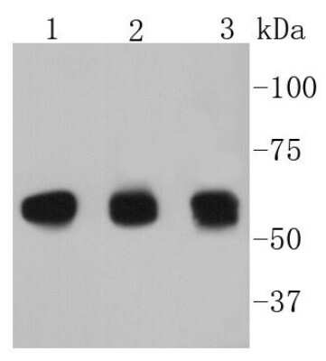 Western Blot: Cyclin B1 Antibody (SU33-03) [NBP2-67464] - Analysis of Cyclin B1 on different lysates using anti-Cyclin B1 antibody at 1/1,000 dilution. Positive control: Lane 1: Hela Lane 2: Daudi Lane 3: K562