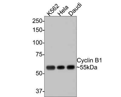 Western Blot: Cyclin B1 Antibody (SU33-03) [NBP2-67464] - Analysis of Cyclin B1 on different lysates with Rabbit anti-Cyclin B1 antibody at 1/500 dilution. Lane 1: K562 cell lysate. Lane 2: Hela cell lysate. Lane 3: Daudi cell lysate. Lysates/proteins at 10 ug/Lane. Predicted band size: 48 kDa.Observed band size: 55 kDaExposure time: 1 minute;8% SDS-PAGE gel.Proteins were transferred to a PVDF membrane and blocked with 5% NFDM/TBST for 1 hour at room temperature. The primary antibody at 1/500 dilution was used in 5% NFDM/TBST at room temperature for 2 hours. Goat Anti-Rabbit IgG - HRP Secondary Antibody at 1:300,000 dilution was used for 1 hour at room temperature.