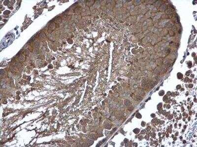 Immunohistochemistry-Paraffin: Cyclin B2 Antibody [NBP1-33031] - Cyclin B2 Antibody detects Cyclin B2 protein at cytoplasm in rat testis by immunohistochemical analysis. Sample: Paraffin-embedded rat testis. Cyclin B2 Antibody diluted at 1:500.