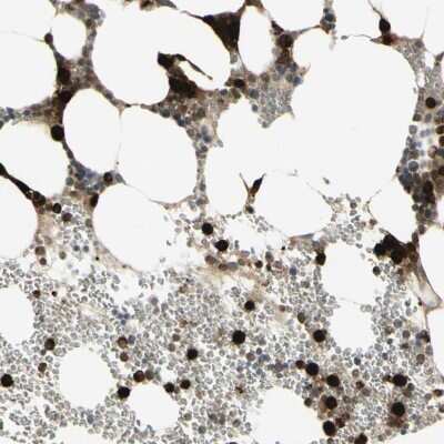 Immunohistochemistry-Paraffin: Cyclin B2 Antibody [NBP1-89657] - Staining of human bone marrow shows high expression.