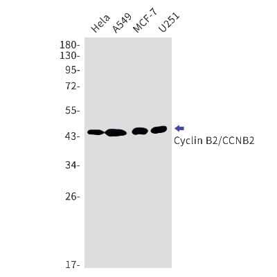 Western Blot: Cyclin B2 Antibody (S05-3A6) [NBP3-14921] - Western blot detection of Cyclin B2 in Hela, A549, MCF-7, U251 cell lysates using Cyclin B2 Rabbit mAb (1:1000 diluted). Predicted band size: 45kDa. Observed band size: 45kDa.