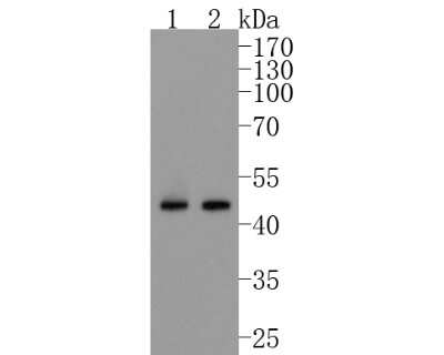 Western Blot: Cyclin B2 Antibody (SD2045) [NBP2-67749] - Western blot analysis of Cyclin B2 on different lysates. Proteins were transferred to a PVDF membrane and blocked with 5% BSA in PBS for 1 hour at room temperature. The primary antibody (1/500) was used in 5% BSA at room temperature for 2 hours. Goat Anti