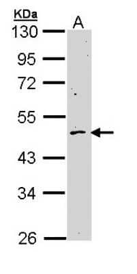 Western Blot: Cyclin B2 Antibody [NBP1-33031] - Sample (30 ug of whole cell lysate) A: H1299 10% SDS PAGE; antibody diluted at 1:1000.