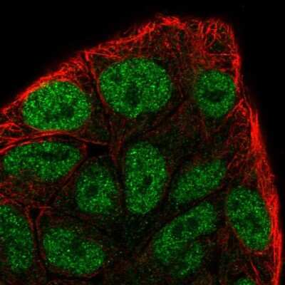 Immunocytochemistry/Immunofluorescence: Cyclin C Antibody [NBP2-56402] - Staining of human cell line RT4 shows localization to nucleoplasm. Antibody staining is shown in green.