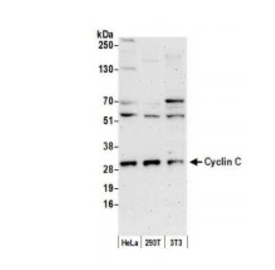 Western Blot Cyclin C Antibody - BSA Free