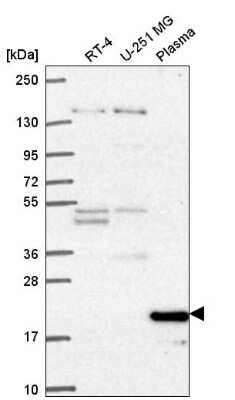 Western Blot Cyclin C Antibody - BSA Free