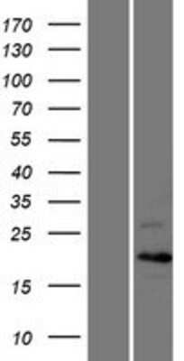 Western Blot Cyclin C Overexpression Lysate