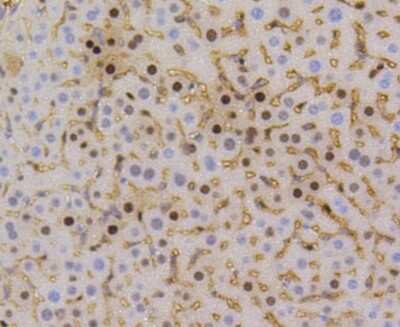 Immunohistochemistry-Paraffin: Cyclin D1 Antibody (SA38-08) [NBP2-67306] - Analysis of paraffin-embedded mouse liver tissue using anti-Cyclin D1 antibody. Counter stained with hematoxylin.