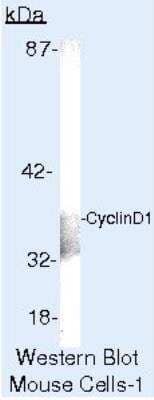 Western Blot: Cyclin D1 Antibody (SP4) [NB600-584] - Analysis of MAD109 Cells.