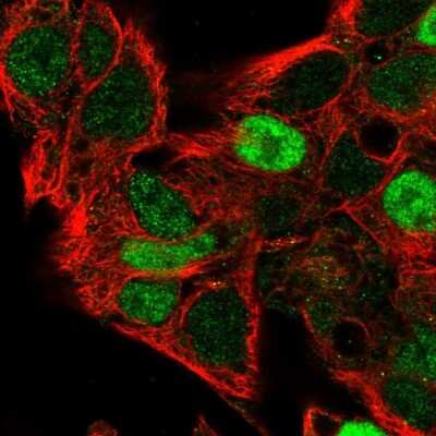 Immunocytochemistry/Immunofluorescence: Cyclin D2 Antibody [NBP2-14460] - Immunofluorescent staining of human cell line Hep G2 shows localization to nucleoplasm. Antibody staining is shown in green.