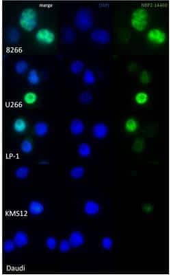 Immunocytochemistry/Immunofluorescence: Cyclin D2 Antibody [NBP2-14460] - Staining of 8226, U266, LP-1, KMS12 and Daudi cells. Image submitted by a verified customer review.