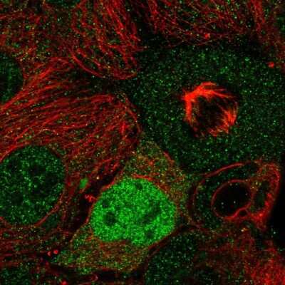 Immunocytochemistry/Immunofluorescence: Cyclin D2 Antibody [NBP2-58783] - Staining of human cell line CACO-2 shows localization to nucleoplasm. Antibody staining is shown in green.