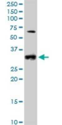 Western Blot: Cyclin D2 Antibody [H00000894-B01P] - Analysis of CCND2 expression in A-431.