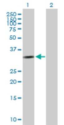 Western Blot: Cyclin D2 Antibody [H00000894-B01P] - Analysis of CCND2 expression in transfected 293T cell line by CCND2 polyclonal antibody.  Lane 1: CCND2 transfected lysate(31.79 KDa). Lane 2: Non-transfected lysate.